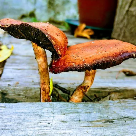 Mini Farm - * Βίλα Νόβα ντε Γκάια