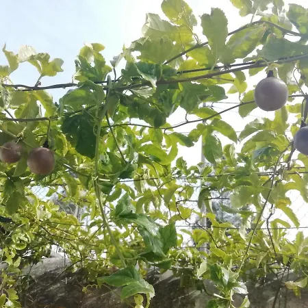 Mini Farm - *